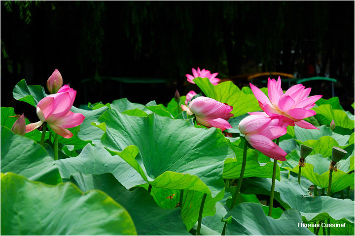Accueil/La faune et la flore/La Chine, ses lotus, tortues et grenouilles - Kunming - Aot 2006 - kunming_lotus_dsc_1172_site