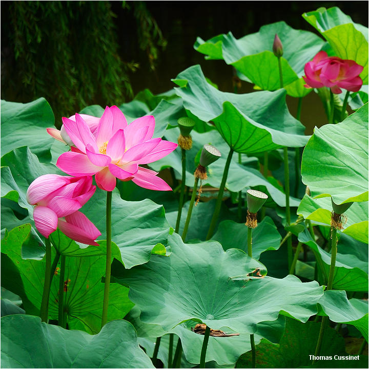 Accueil/La faune et la flore/La Chine, ses lotus, tortues et grenouilles - Kunming - Aot 2006 - kunming_lotus_dsc_1174_m_site
