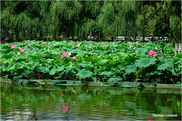 Accueil/La faune et la flore/La Chine, ses lotus, tortues et grenouilles - Kunming - Aot 2006 - kunming_lotus_dsc_1178_site