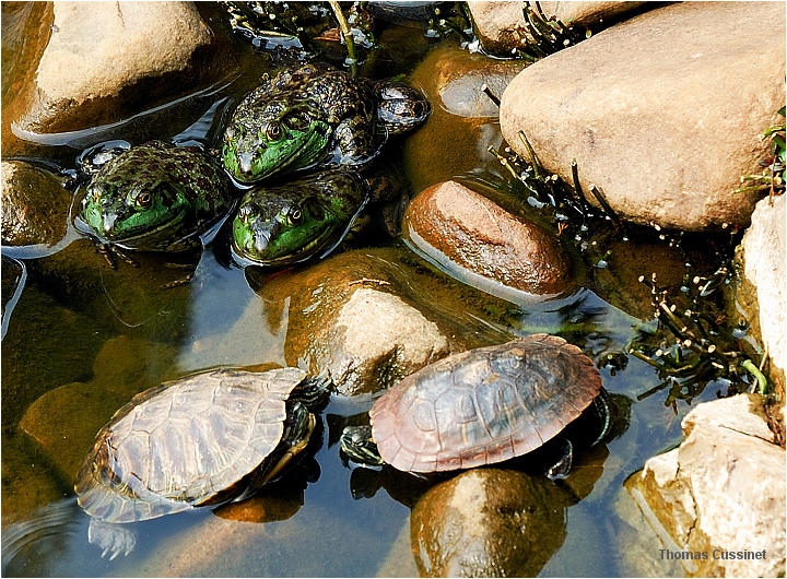 Accueil/La faune et la flore/La Chine, ses lotus, tortues et grenouilles - Kunming - Aot 2006 - tortues_grenouilles_dsc_1423_2.2_site